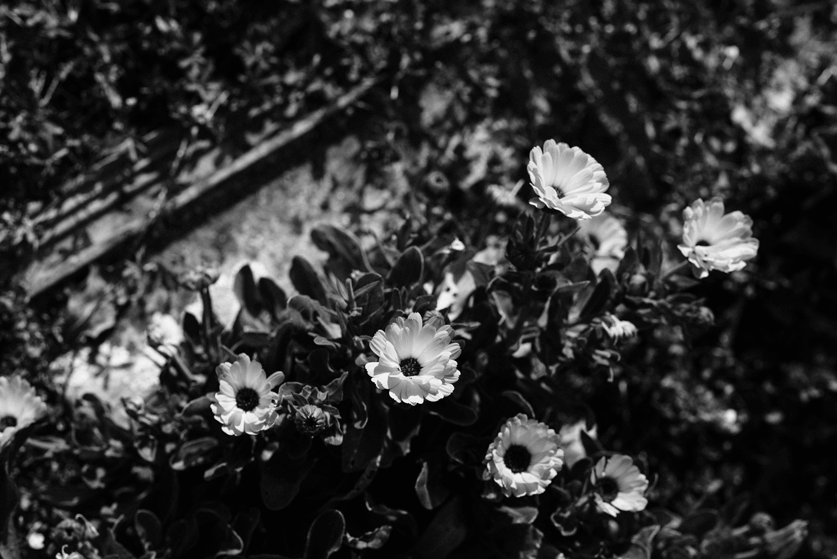 Photo des fleurs du jardin des Granges de la Haute